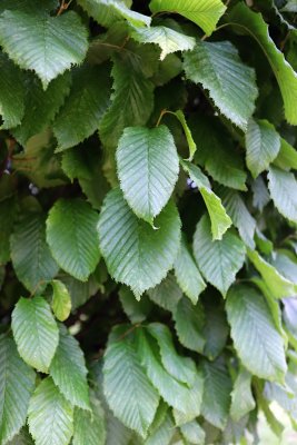 Fagus sylvatica 'Fastigiata, Dawyck Gold' - buk lesní - listí